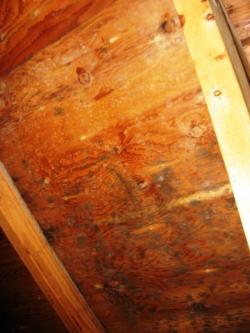 Mold growth on the roof in the attic due to air leakage