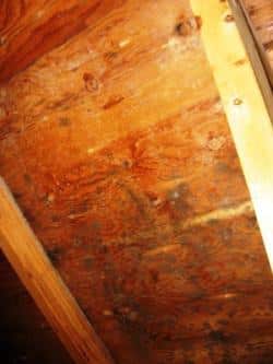 Mold growth on the roof in the attic due to air leakage