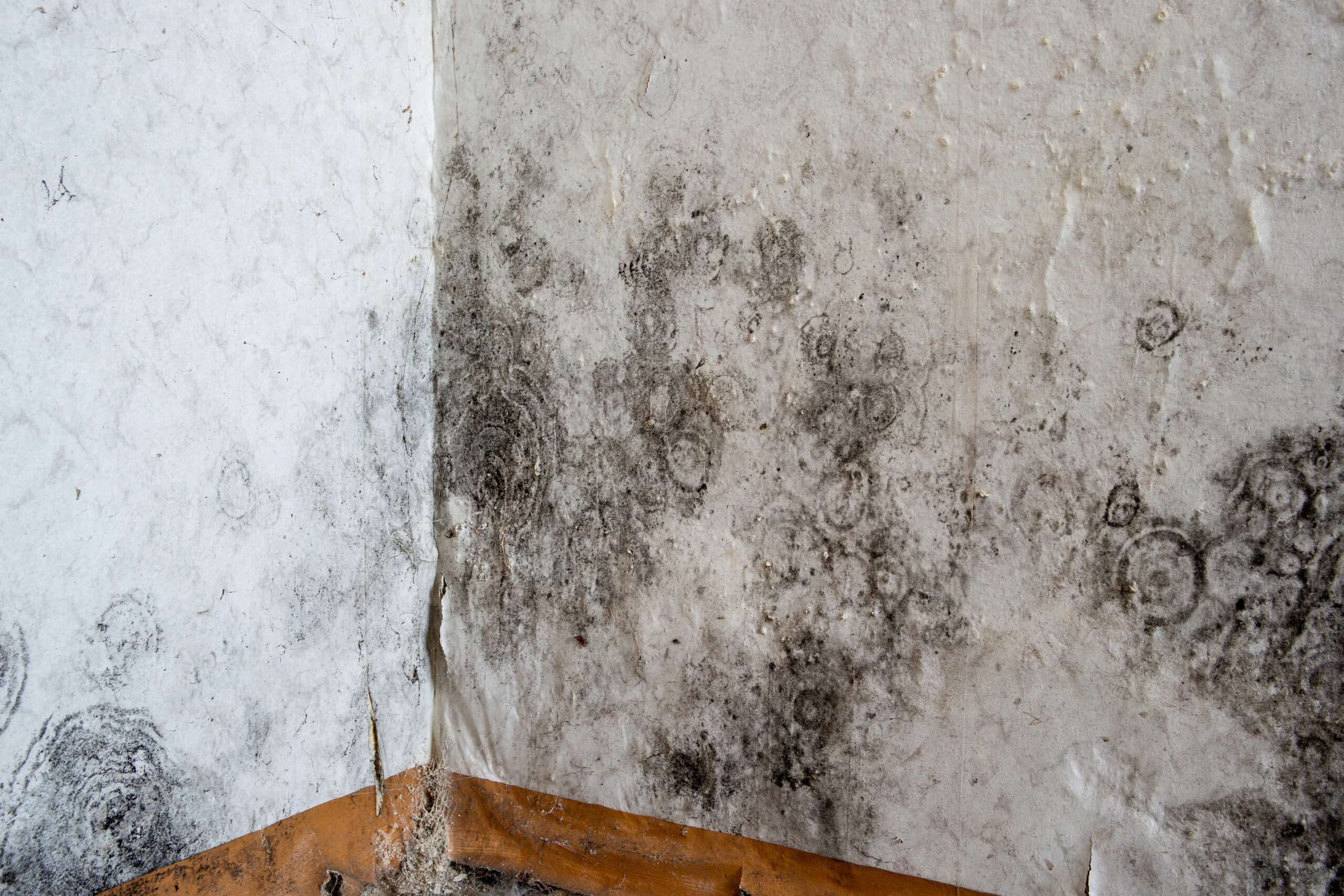 Mold on walls