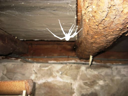 Moldy spider