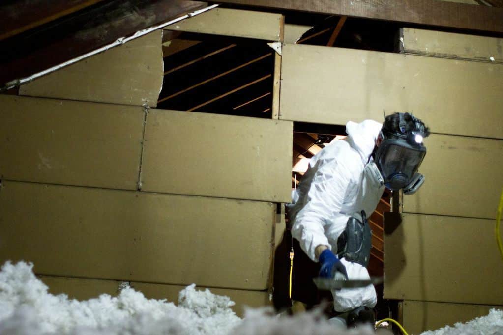 Evergreen crew member working in a multifamily building attic during insulation work